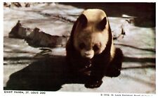 Vintage Postcard Giant Panda St. Louis Zoo  picture