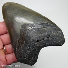 Megalodon Shark Tooth 4.92” Real Fossil XL BIG Megladon Sharks Teeth - NO RESTO picture