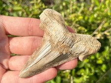 BIG Auriculatus sokolovi Sharks Tooth Fossil 3.31” Dakhla Morocco Shark Teeth picture