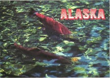 Alaska Sockeye Salmon Spawning Upstream Chrome Postcard Unused picture