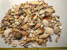 Hundreds of Vintage 1960's Beautiful Florida 4 Pounds + Mixed Sea Shells picture