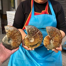 3pcs 4.92LB Natural Whole Ammonite Fossilized Crystal Mineral Specimen Healing picture
