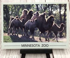Minnesota Zoo Bactrian Camel Apple Valley MN Postcard picture