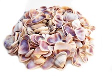4 oz (400) Small Blue White Purple Coquina Shells 1/2