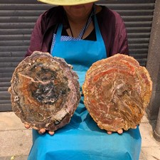 2pcs 7.65 LB Natural Petrified Wood Crystal Fossil Slice Crystal Specimen 6197 picture