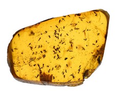 Huge Swarm of Brachycera (Flies), Fossil inclusion in Burmese Amber picture