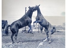1924 Boston Commonwealth Armory Field US Army Cavalry Horses Glass Negative OOAK picture