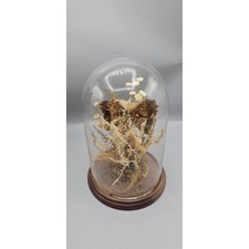 Vtg Caligo Brasiliensis Owl Butterfly Taxidermy Glass Dome Cloche Dark Academia picture