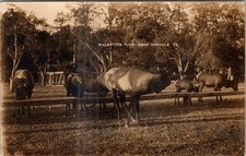 1912 RPPC BILL MEYERS PARK near DANVILLE PENNSYLVANIA PA REAL PHOTO POSTCARD picture