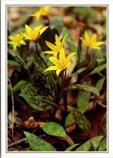 Trout Lily Dog Tooth Violet Yellow Lily Flowers Vintage Postcard TP14-19 picture