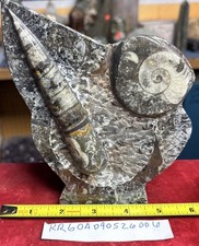 Beautiful Polished Orthoceras and Ammonite Fossil Display Piece 400 Mil Yrs. picture