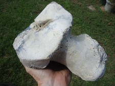 MUSEUM QUALITY EXTINCT MASTODON CALCANEUM ANKLE BONE FLORIDA FOSSILS ICE AGE FL@ picture