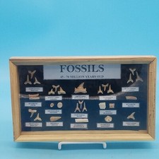 Fossil Shark and Reptile Tooth Collection. 45-70 Million Y/O picture