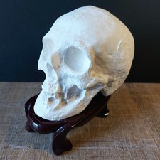 Sml Vintage Skull w Base Catacomb style- Hong Kong solid plaster resin spooky picture