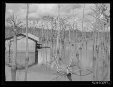 Melrose, Natchitoches Parish, Louisiana. Black Lake, great fishing area picture