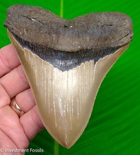 Megalodon Shark Tooth - TOP 1% - 5.18” Real Fossil - ULTRA Serrated NO Resto picture