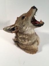 VTG North American Coyote Head Neck Taxidermy - REPAIR EAR picture
