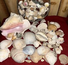 Huge Lot of Assorted Vintage Seashells Sea Shells Conch, Clam, Snail ART CRAFTS picture