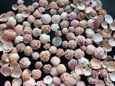 1/2 LB Scallop Seashells From Sanibel picture