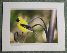 “GOLDFINCH PERCH” ORIGINAL SIGNED COLOR MATTED PHOTOGRAPH-NEW picture