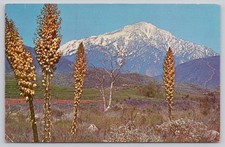 Vintage 1959 San Bernardino Peak California Yucca Whipplei Postcard Muench picture