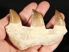 100 Million Year Old Mosasaurus JAW Fossil With THREE Fossil TEETH 90.4gr picture