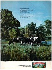 1971 Challenge Butter Print Ad, Best In The Land Dairy Cows Grazing On Grass picture