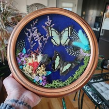 Homemade OOAK Real Butterfly Taxidermy Shadow Box Whimsigoth Blue Velvet Art picture