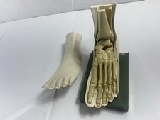 Indocin Advertising Display Foot Anatomical Store Model Vintage picture