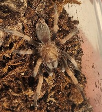(1) 1.5-2 Inch Juvenile Arizona Blonde picture