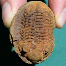 Trilobite, Eldredgeia venustus: Bolivia devonian trilobite fossil picture