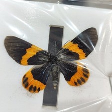 10 Real Orange Banded Moth Specimens Spread Wings A1/A- Insect Lot picture
