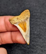Beautifully Unique Gem Mako Shark Tooth From Bakersfield California picture