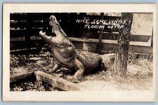 c1940's Alligator Farm Nice Tame Gentle Florida Gator FL RPPC Photo Postcard picture