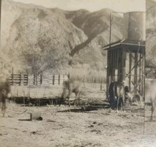 Vtg Stereoview Photo Horses Glen Canyon? Mountains LA CA Pacific Art Co Old West picture