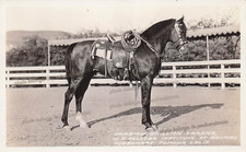 RPPC Pomona California Kellogg Arabian Horse FARANA Stallion Photo Postcard F44 picture