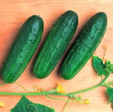 PHOENIX 640 1 g Pickling Cucumber Seeds Original Worldwide Shipping picture