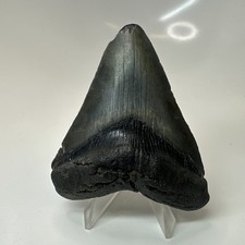 Megalodon Shark Tooth 3.50 Inch - Black - Serrated Fossil - Real Teeth 20621 picture