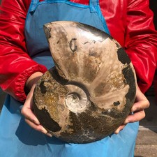 6LB Large Natural Beautiful Ammonite Fossil Conch Crystal Specimen Healing picture