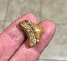PRETTY GOLDEN JUVENILE - B.VALLEY,FLORIDA - CHUBUTENSIS SHARKTOOTH FOSSIL picture