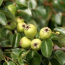 Pyrus Pyraster 20 seeds – Wild Pear Tree / Hardy Edible Fruit & Ornamental Tree picture
