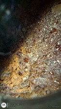 25 Lbs  High Grade Gold Ore From CA picture