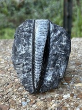 Natural Large Orthoceras Fossil- Beautiful 3.4” Fossil Orthoceras Cephalopod  picture