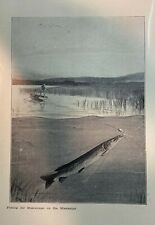 1904 Vintage Magazine Illustration Mucalonge Fishing Along the Mississippi River picture