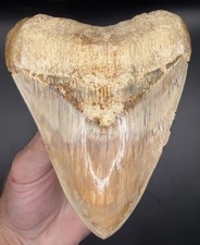 XL 4.95” Serrated Indonesian Megalodon Shark Tooth Real Shark Teeth Fossils picture