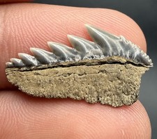 Cow Shark Tooth Fossil 1.00” Calvert Cliffs, MD picture