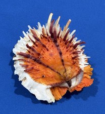 Spondylus Varians 76.5mm Stunning Orange picture