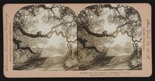 Photo:Los Angeles California USA 1901 Road Under Oak Trees Stereoview picture
