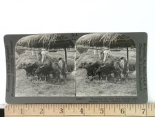 Philippines Stereoview Threshing Rice Carabao Keystone View Co 1900s Curved picture