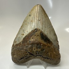 Megalodon Shark Tooth 5.25 Inch - Beautiful - Authentic Fossil - Massive 20596 picture